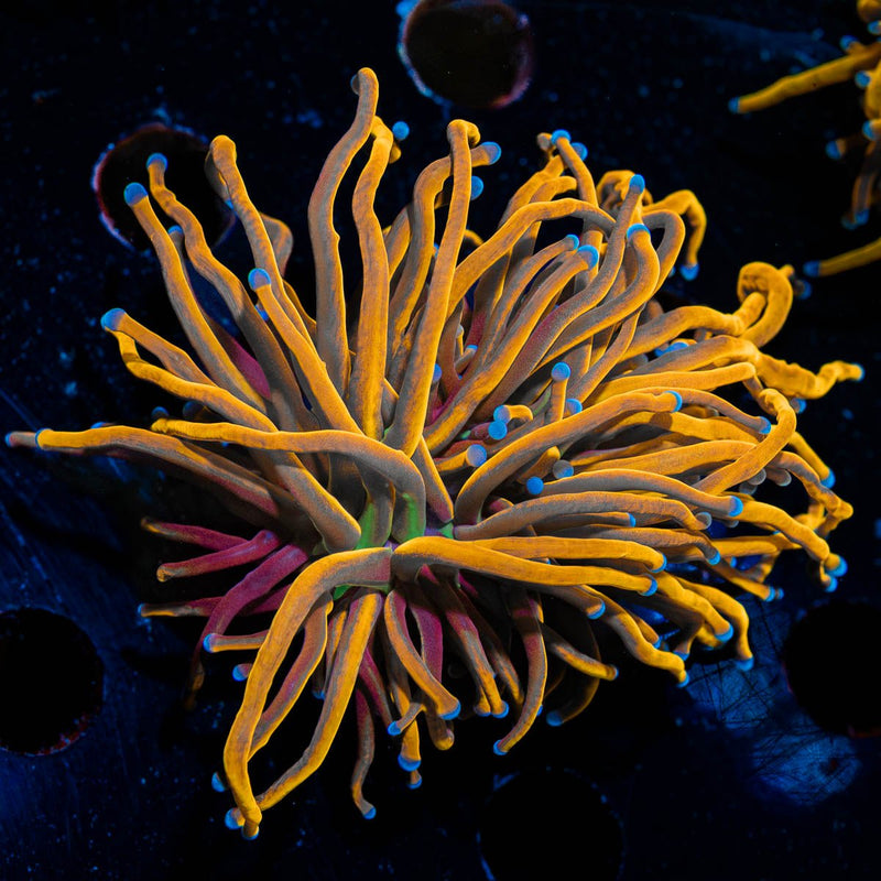 NY Knicks Gold Torch