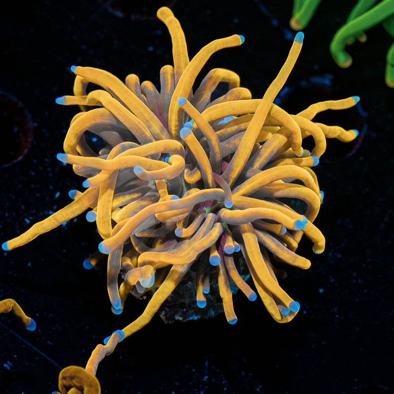 NY Knicks Gold Torch