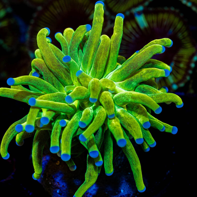 Glitter Holy Grail Torch