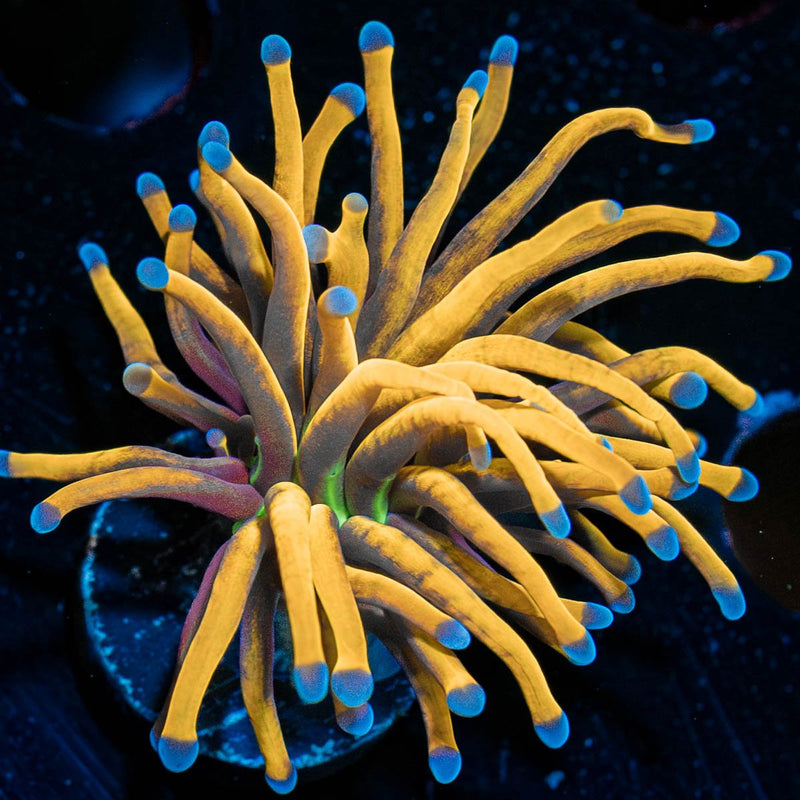 NY Knicks Gold Torch