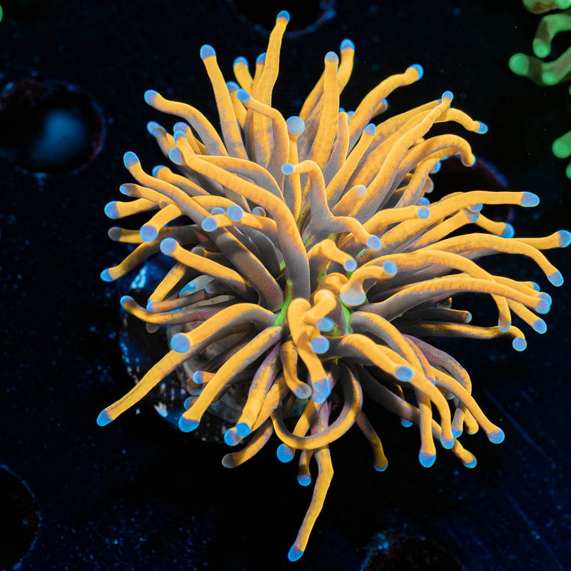 NY Knicks Gold Torch