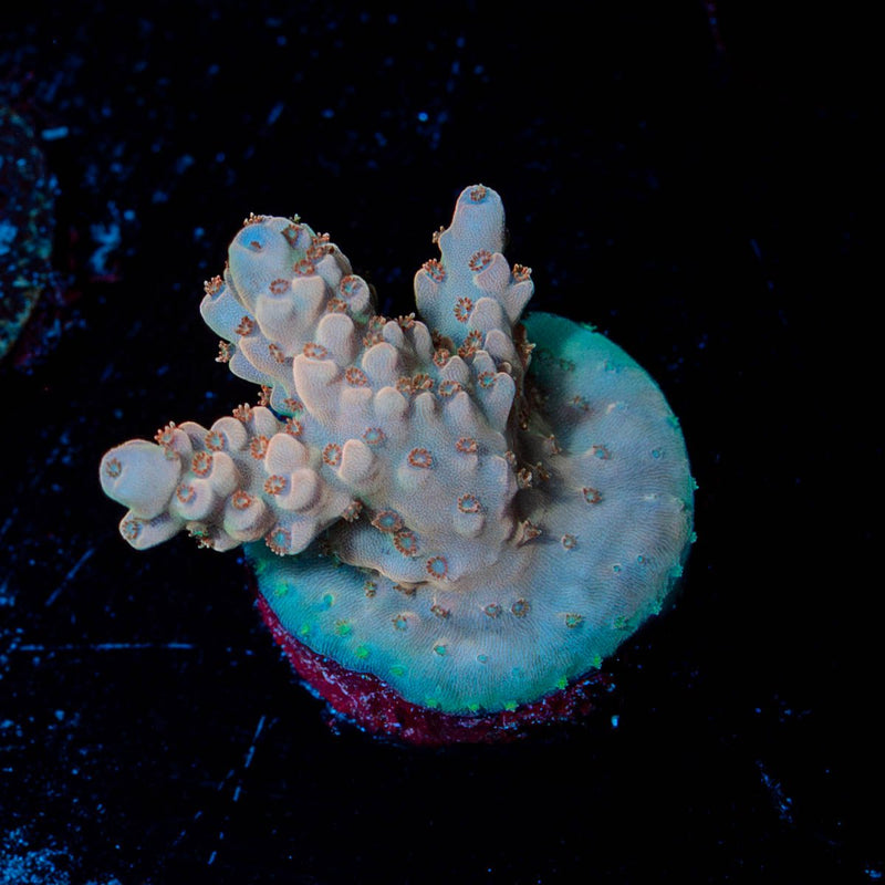 Temporal Distortion Acropora