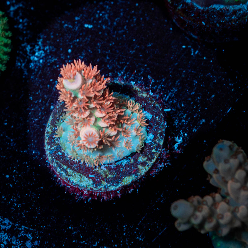 Cherry Bomb Tenuis Acropora