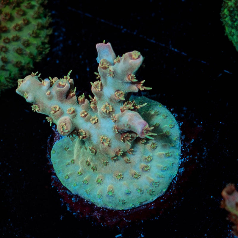 Buzz Lightyear Acropora