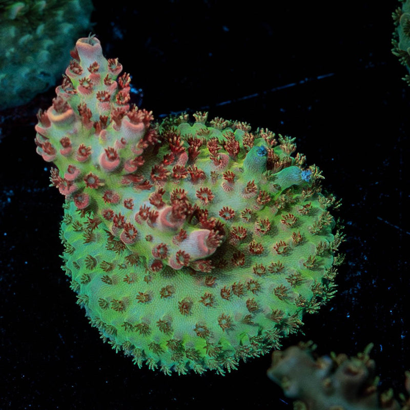 Princess Peach Acropora