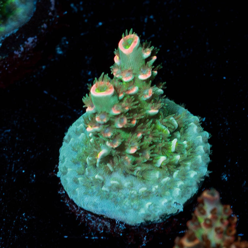 Domicile Disruptor Acropora