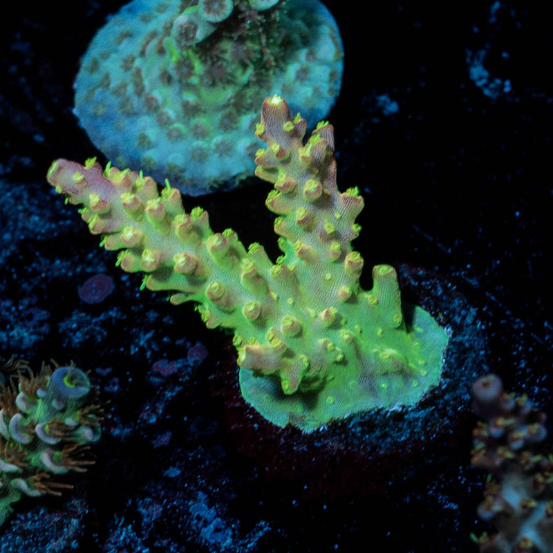 Paletta Pink Tip Acropora