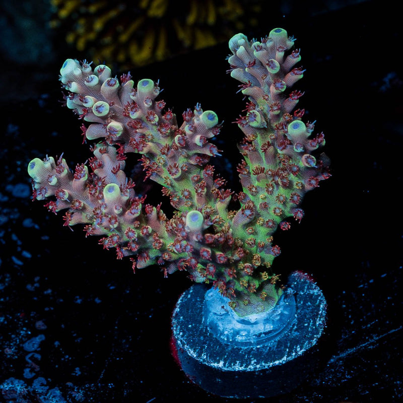 Pink Cadillac Acropora