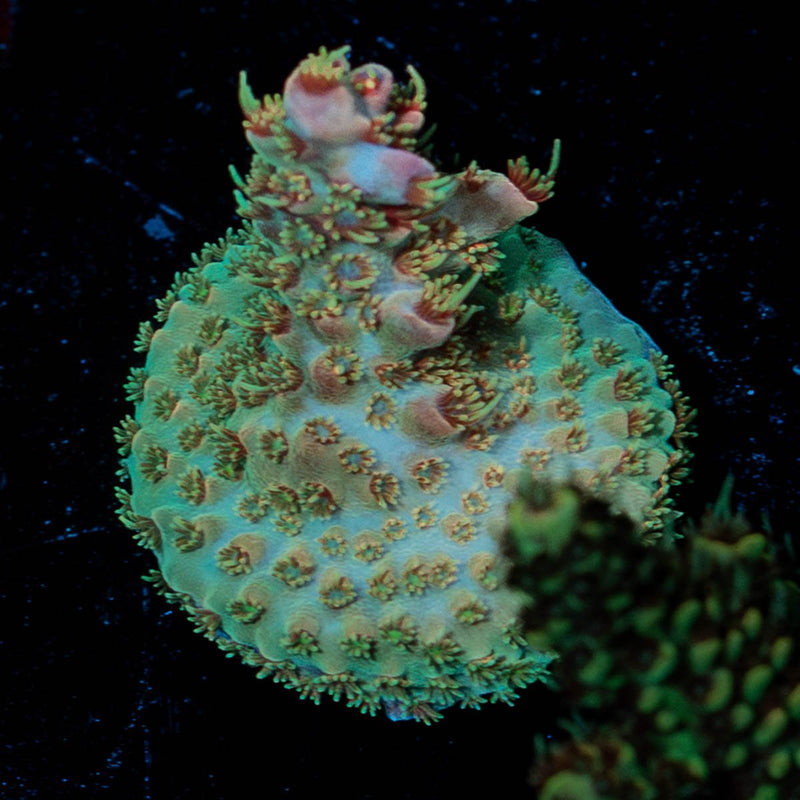 Buzz Lightyear Acropora