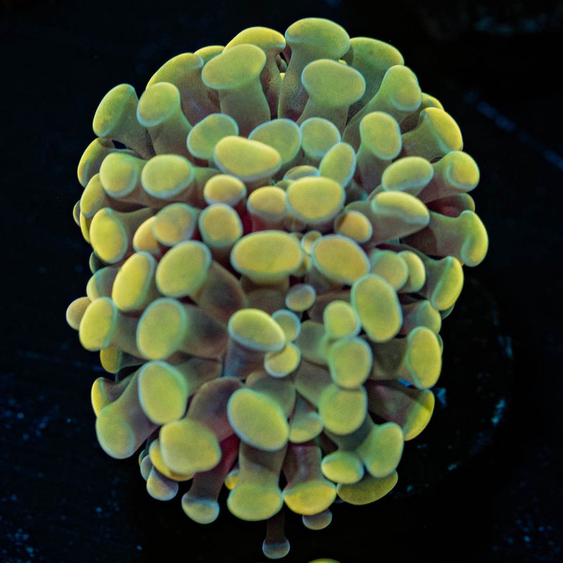 Gold Hammer Euphyllia