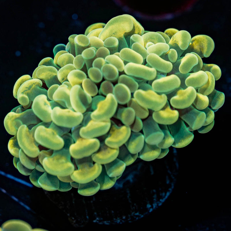 Gold Hammer Euphyllia