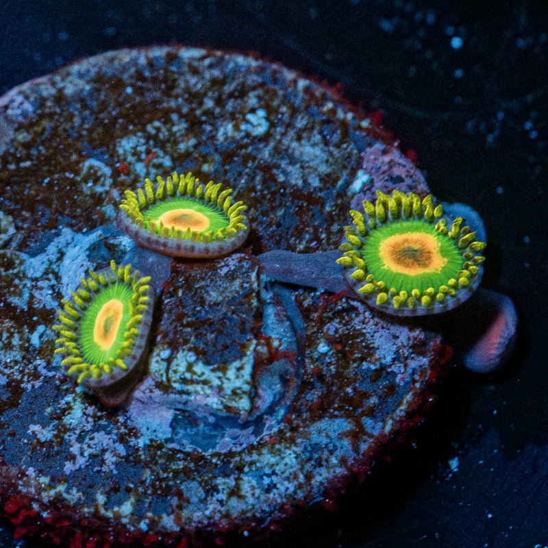 Rasta Zoanthid
