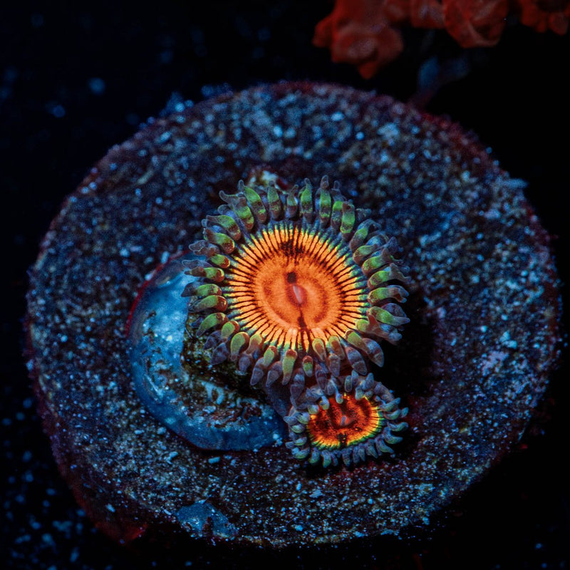 Fruit Ninja Zoanthid