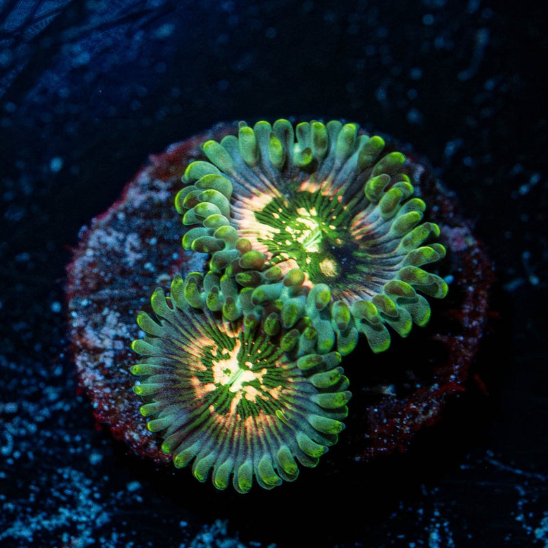 Milky Ways Zoanthid