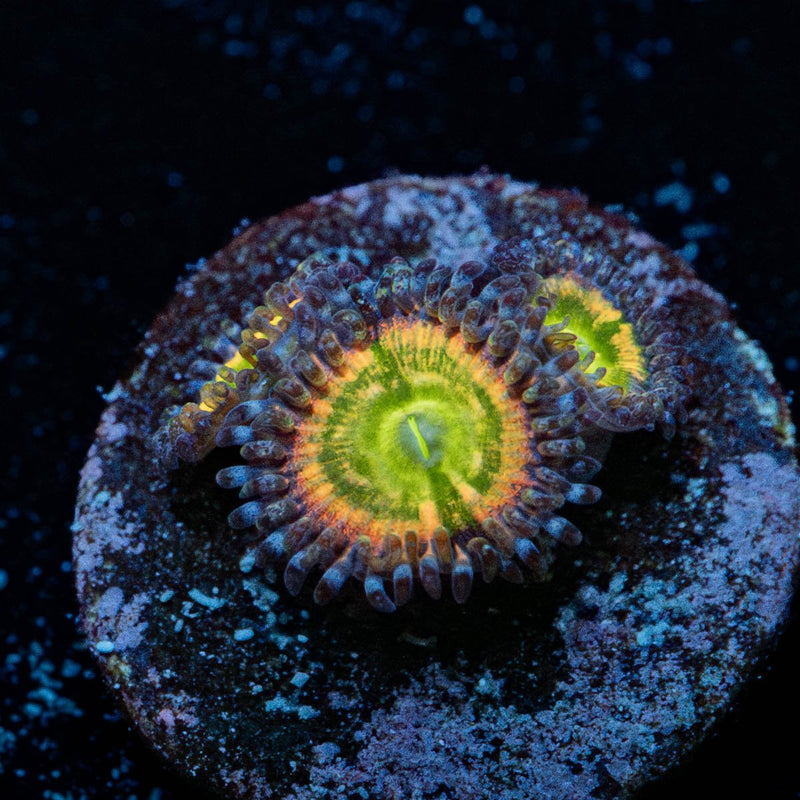 Funny D's Zoanthid
