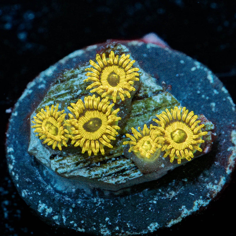 LA Lakers Zoanthid