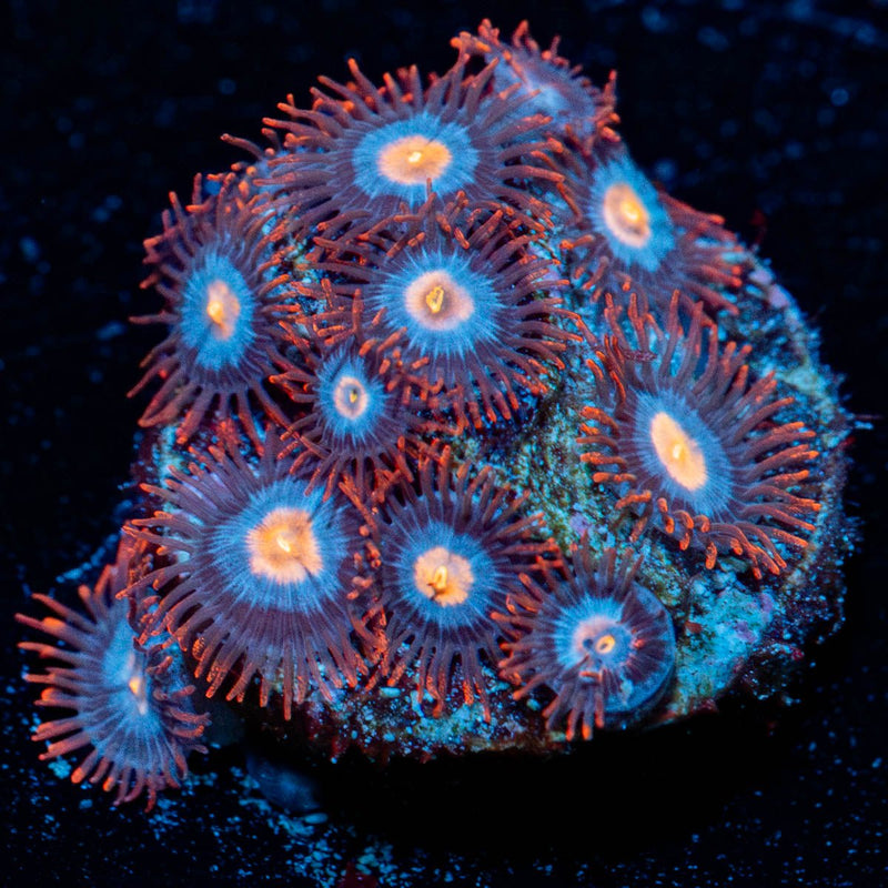 Stitches Zoanthid