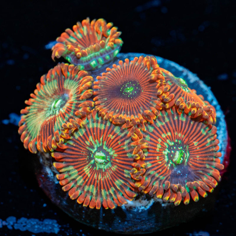 Dark Magicians Zoanthid
