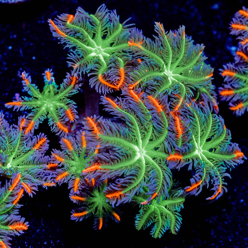 ARC FireWork Clove Polyps