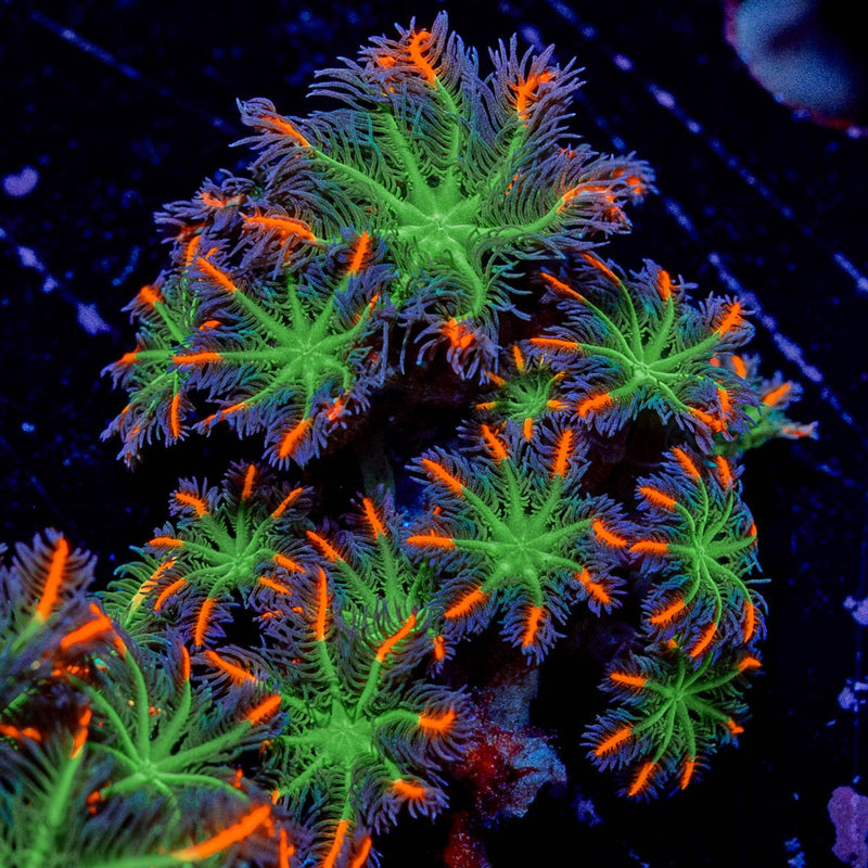 ARC FireWork Clove Polyps