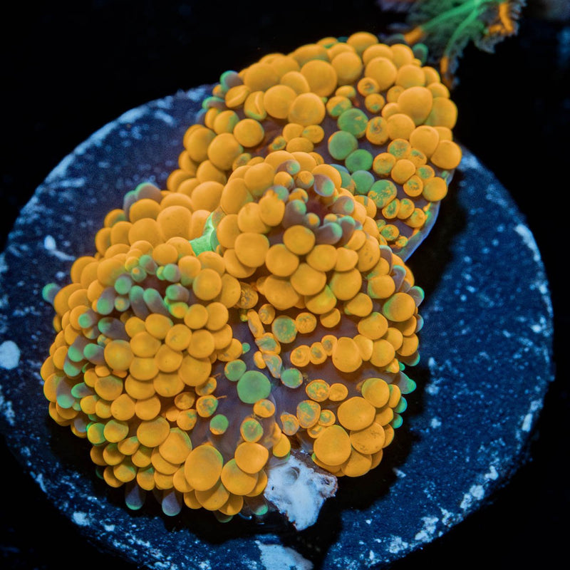 Ultra Orange Ricordea Mushroom