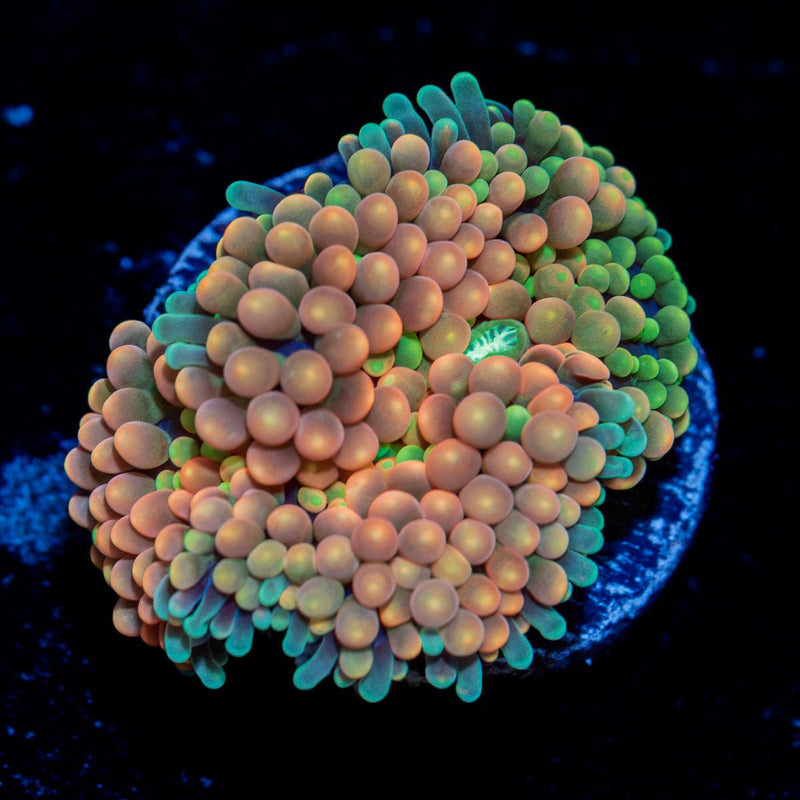 Ultra Pink Ricordea Mushroom