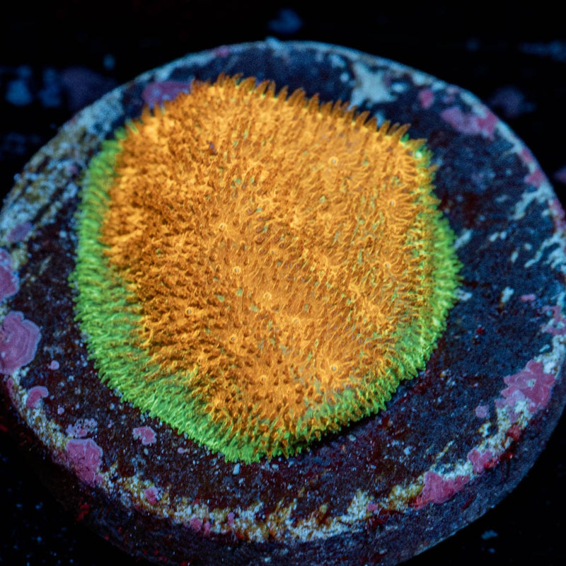 Watermelon Psacamacora