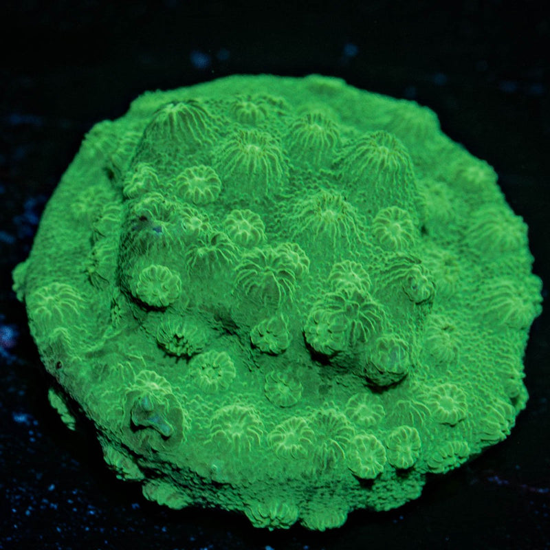 Green Cyphastrea