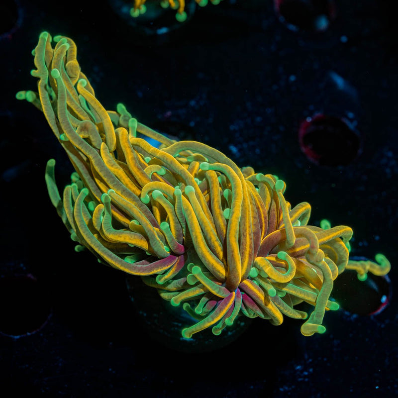 Inferno Gold Torch Euphyllia