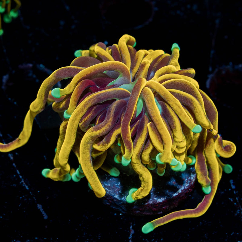 Dragon Ball Torch Euphyllia