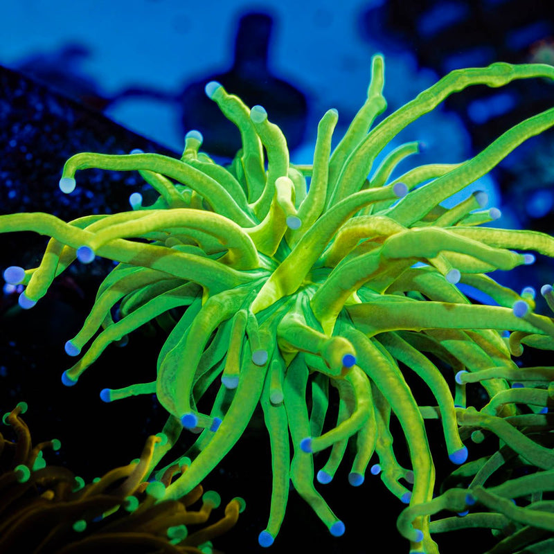 Holy Grail Torch Euphyllia