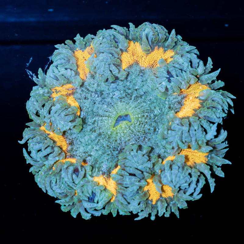 Rock Flower Anemone