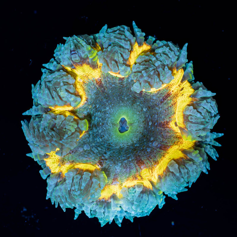 Rock Flower Anemone