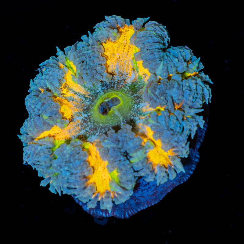 Rainbow Rock Flower Anemone