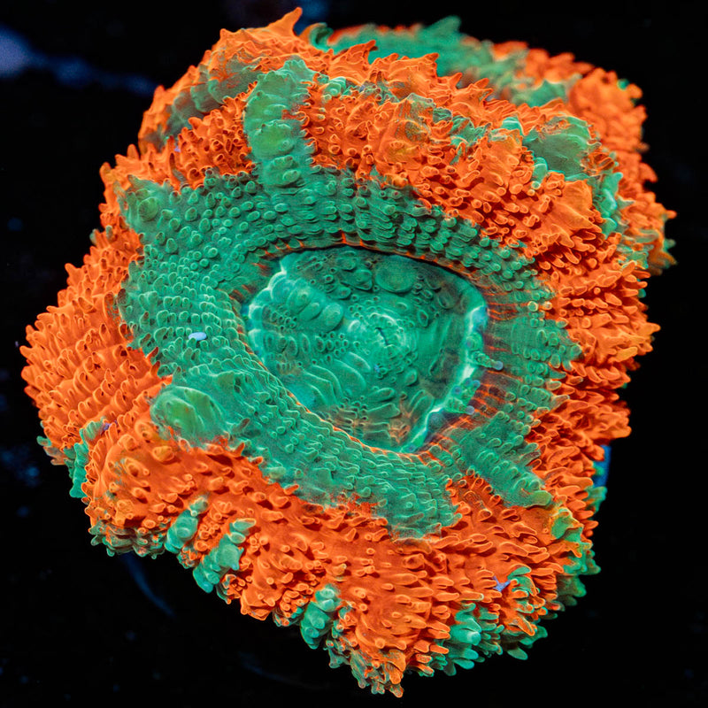 Captain Hooks Asian acan