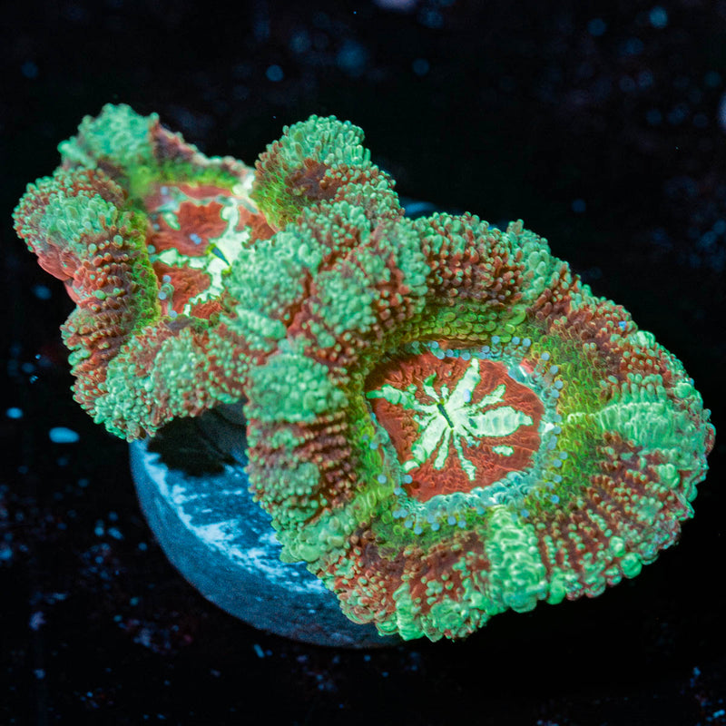 Leprechauns Teasure Asian acan