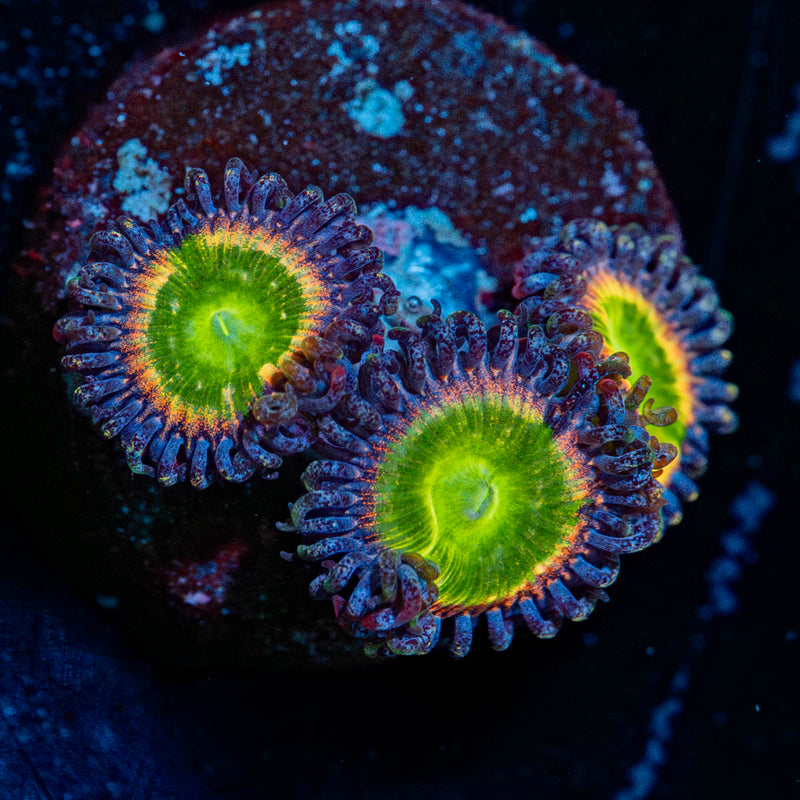 Funny D's Zoanthid