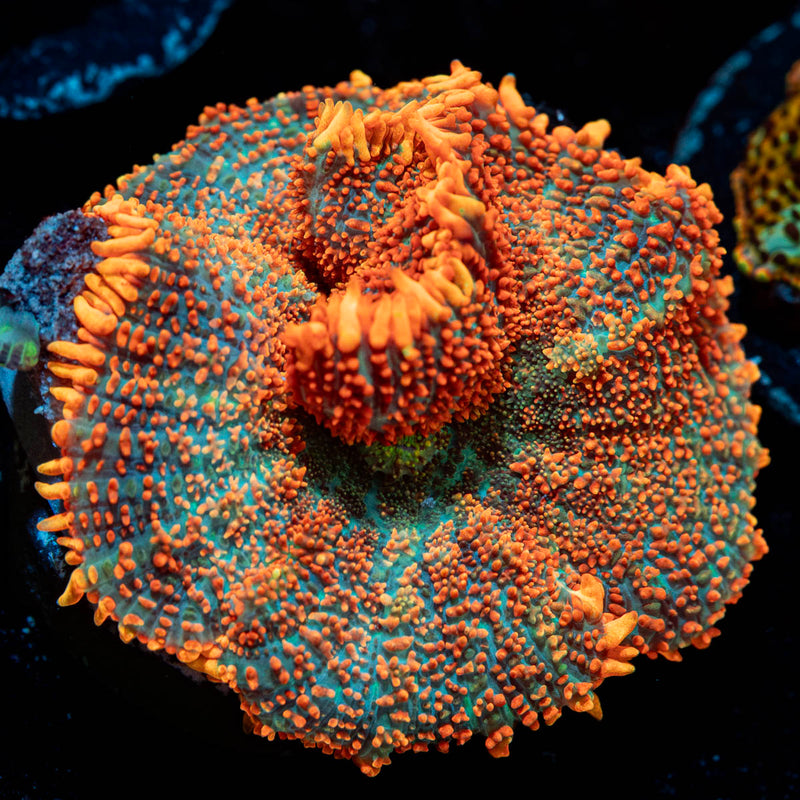 Rhonchi Rhodactis Mushroom