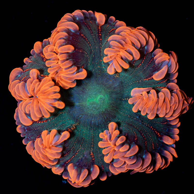 Rock Flower Anemone