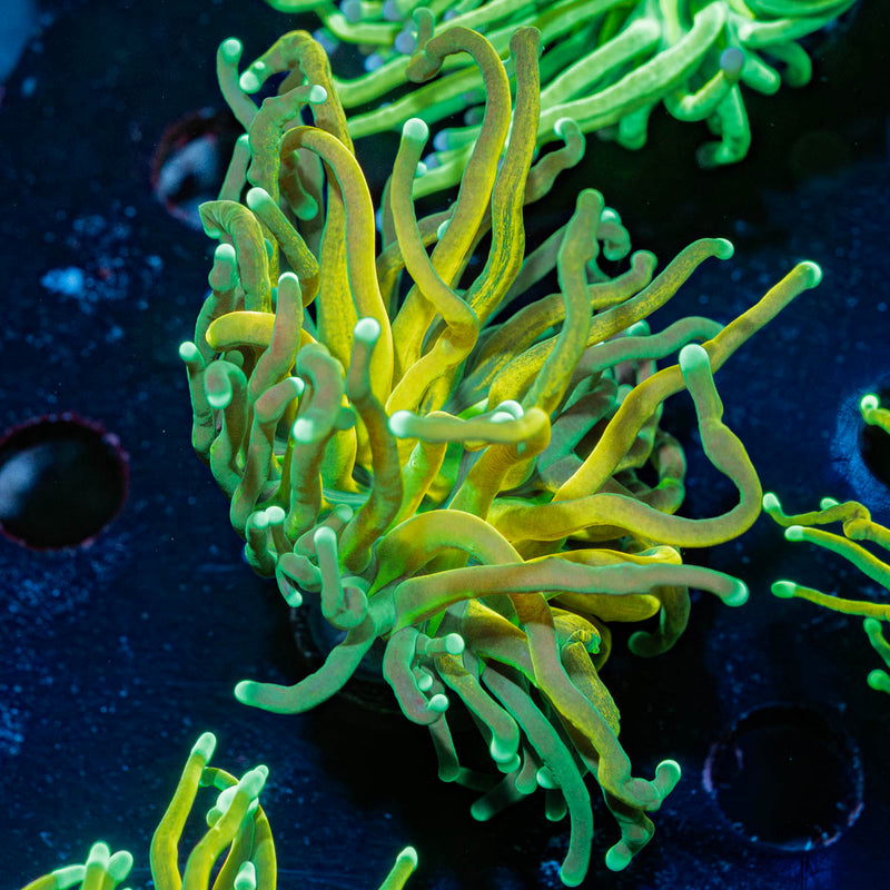 Reverse Holy Grail Tiger Torch Euphyllia