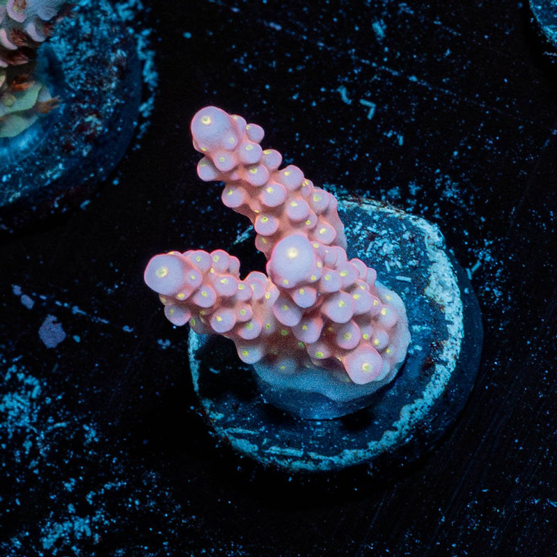 Paletta Pink Tip Acropora