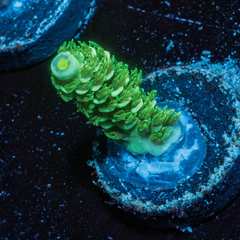 Domicile Disruptor Tenuis