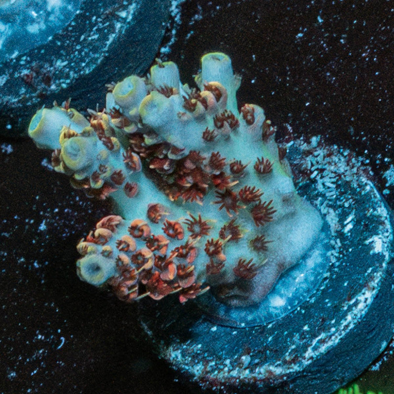 Optimus Prime Acropora