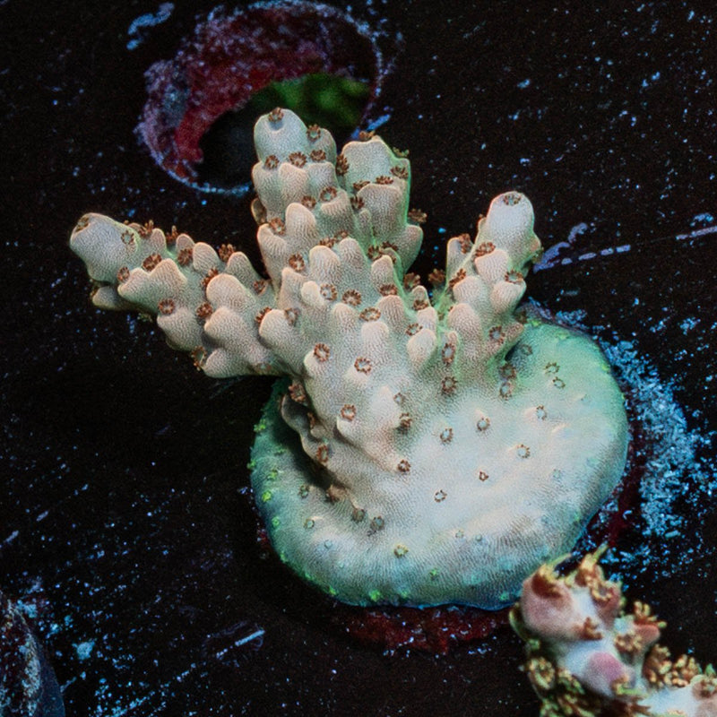 Temporal Distortion Acropora