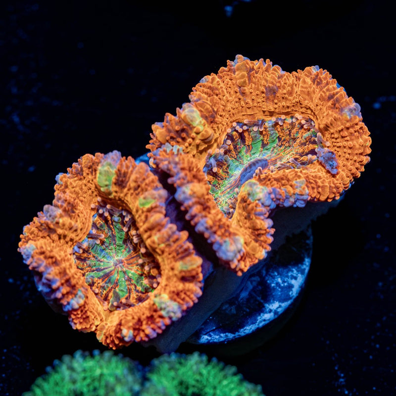 Crazy Eyes Micromussa / Acan