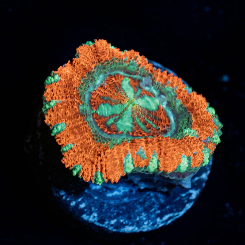 Tony The Tiger Asian Acan