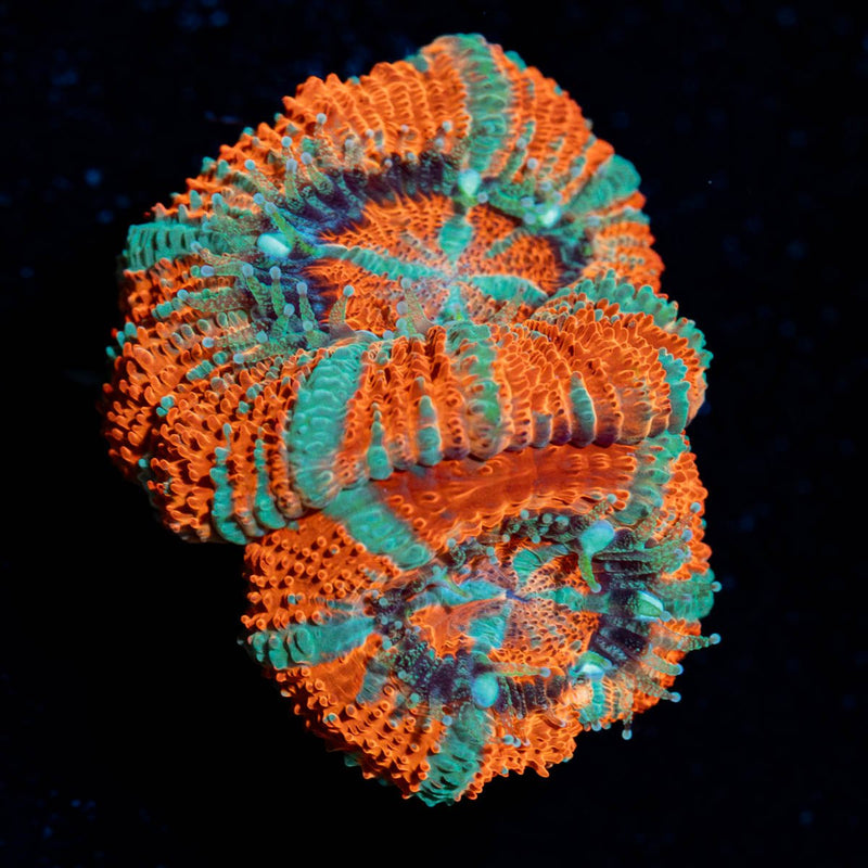 Tony The Tiger Asian Acan