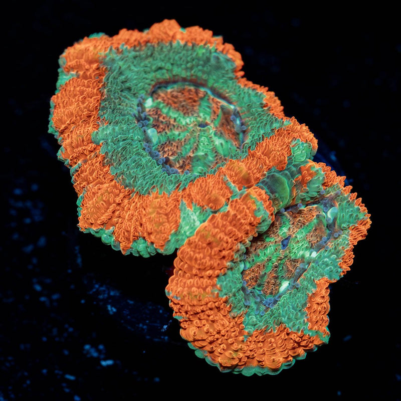 Tony The Tiger Asian Acan