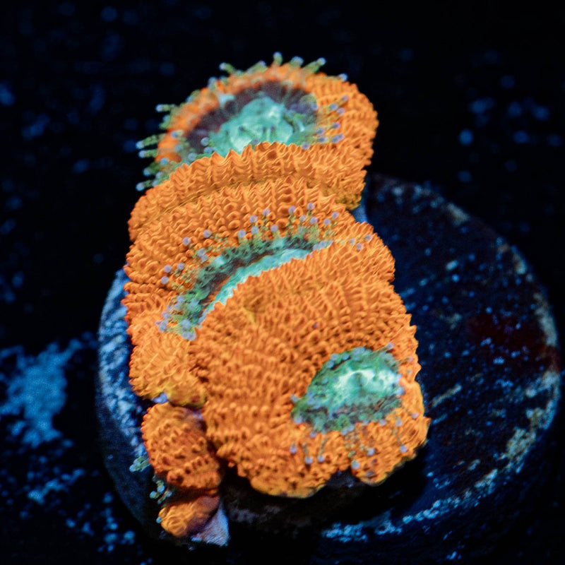 Crimson Micromussa Acan