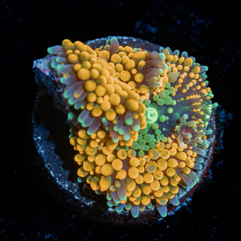 Orange Ricordea Mushroom